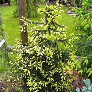 Ель восточная Ауреоспиката (Picea orientalis Aureospicata) ФОТО Питомник растений Природа/Priroda (53)