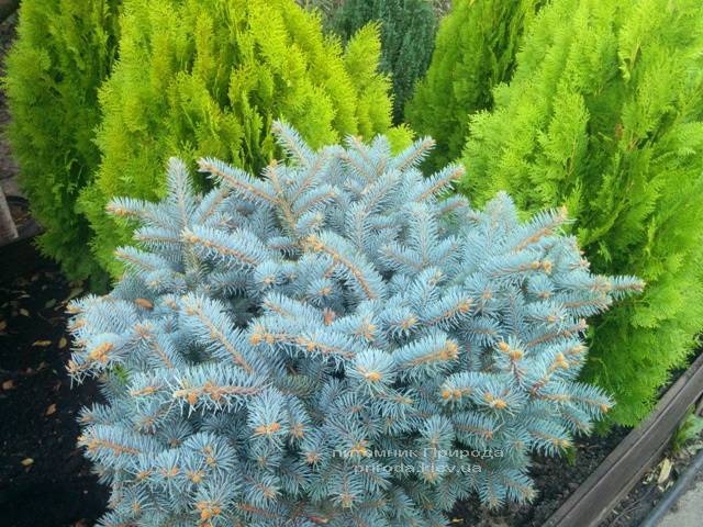 Ель колючая голубая Глаука Глобоза (Picea pungens Glauca Globosa) на штамбе ФОТО Питомник растений Природа/Priroda (45)