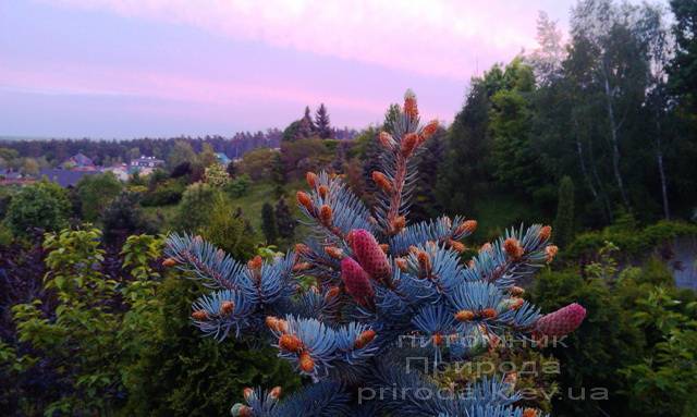Ель колючая голубая Хупси (Picea pungens Hoopsi) ФОТО Питомник растений Природа/Priroda (30)