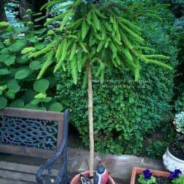 Ялина звичайна Інверсія (Picea abies Inversa) на штамбі ФОТО Розплідник декоративних рослин Природа / Priroda (113)