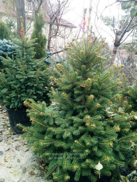 Ель колючая зелёная Глаука (Picea pungens Glauca) ФОТО Питомник растений Природа/Priroda (67)