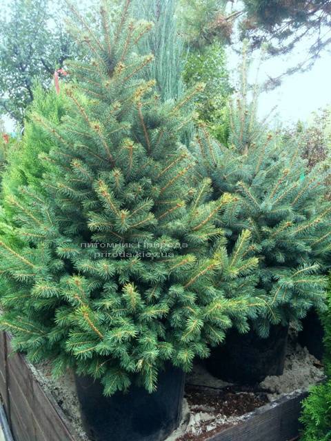 Ель колючая зелёная Глаука (Picea pungens Glauca) ФОТО Питомник растений Природа/Priroda (62)