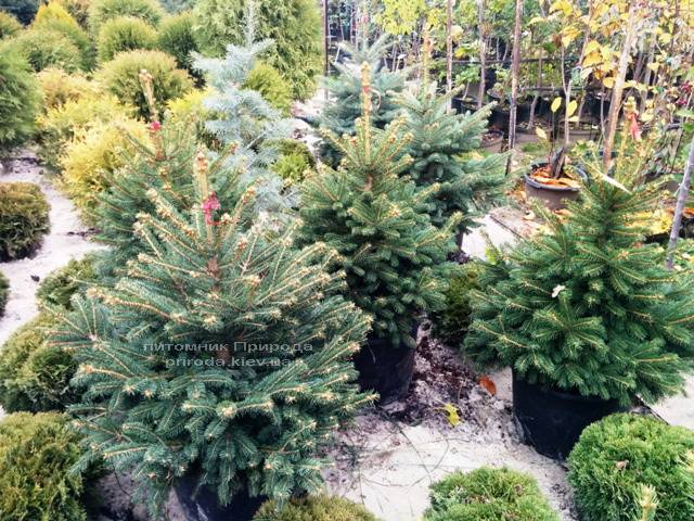 Ель колючая зелёная Глаука (Picea pungens Glauca) ФОТО Питомник растений Природа/Priroda (63)
