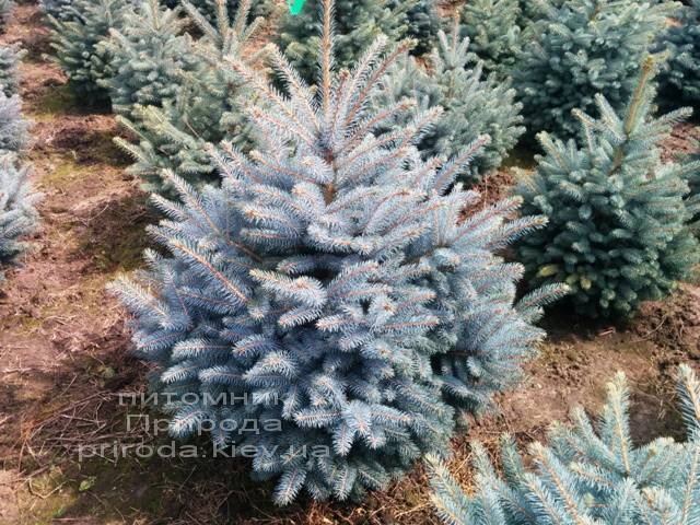 Ель колючая голубая Глаука (Picea pungens Glauca) ФОТО Питомник растений Природа/Priroda (21)