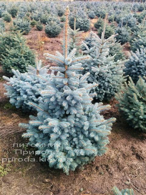 Ель колючая голубая Глаука (Picea pungens Glauca) ФОТО Питомник растений Природа/Priroda (3)