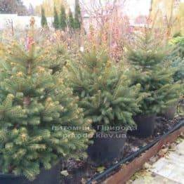 Ялина колюча зелена Глаука (Picea pungens Glauca) ФОТО Розплідник рослин Природа / Priroda (75)