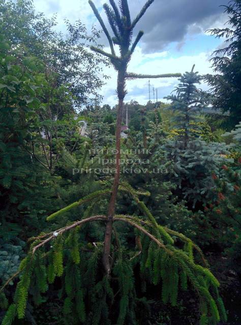 Ель обыкновенная Виргата (Picea abies Virgata) ФОТО Питомник растений Природа/Priroda (110)