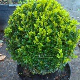 Самшит вечнозелёный Шар (Buxus sempervirens Boll) ФОТО Питомник растений Природа Priroda (8)