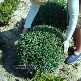 Самшит вічнозелений Куля (Buxus sempervirens Boll) ФОТО Розплідник рослин Природа Priroda (3)