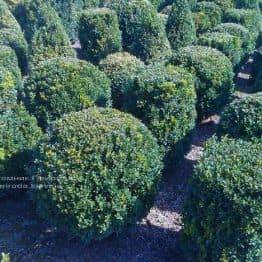 Самшит вечнозелёный Шар (Buxus sempervirens Boll) ФОТО Питомник растений Природа Priroda (13)