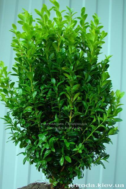 Самшит вічнозелений (Buxus sempervirens) ФОТО Розплідник рослин Природа Priroda (6)