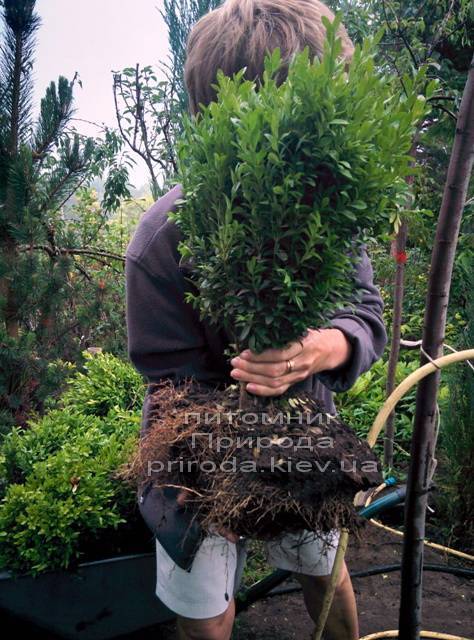 Самшит вечнозелёный (Buxus sempervirens ) ФОТО Питомник растений Природа Priroda (5)
