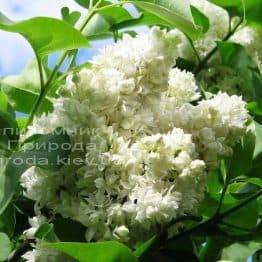 Бузок Леся Українка (Syringa vulgaris Lesya Ukrainka) ФОТО Розплідник рослин Природа (6)