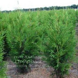 Туя западная Брабант (Thuja occidentalis Brabant) ФОТО Питомник растений Природа Priroda (9)