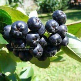 Аронія / Горобина чорноплідна куляста на штамбі (Aronia melanocarpa) ФОТО Розплідник рослин Природа Priroda (4)