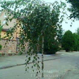 Береза бородавчаста повисла / плакуча Юнге / Юнги (Betula pendula Youngii) ФОТО Розплідник рослин Природа Priroda (8)