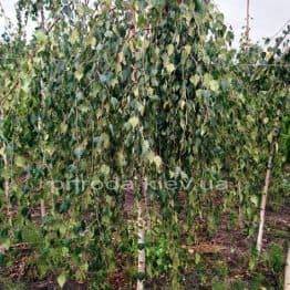Берёза бородавчатая повислая/плакучая Юнге/Юнги (Betula pendula Youngii) ФОТО Питомник растений Природа Priroda (11)