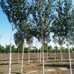 Береза корисна (Betula utilis) ФОТО Розплідник рослин Природа Priroda (16)