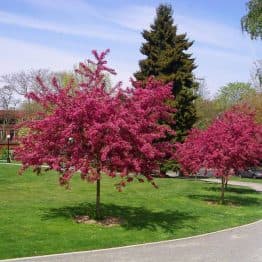 Глід колючий / звичайний Пол Скарлет (Crataegus x media Paul's Scarlet) ФОТО Розплідник рослин Природа Priroda (2)