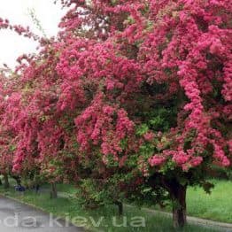 Боярышник колючий/обыкновенный Пол Скарлет (Crataegus x media Paul's Scarlet) ФОТО Питомник растений Природа Priroda (4)