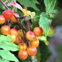 Яблоня райская декоративная Ред Сентинел (Malus Red Sentinel) Питомник декоративных растений Природа Priroda (4)