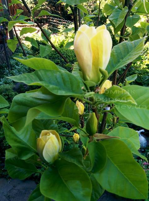 Магнолия бруклинская Еллоу Берд (Magnolia brooklynensis Yellow Bird) ФОТО Питомник растений Природа (Priroda) (17)