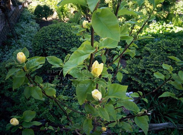 Магнолия бруклинская Еллоу Берд (Magnolia brooklynensis Yellow Bird) ФОТО Питомник растений Природа (Priroda) (18)