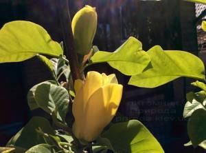 Магнолия бруклинская Еллоу Берд (Magnolia brooklynensis Yellow Bird) ФОТО Питомник растений Природа (Priroda) (20)
