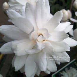 Магнолія Лебнера Вілдкет (Magnolia loebneri Wildcat) ФОТО Розплідник рослин Природа Priroda (39)