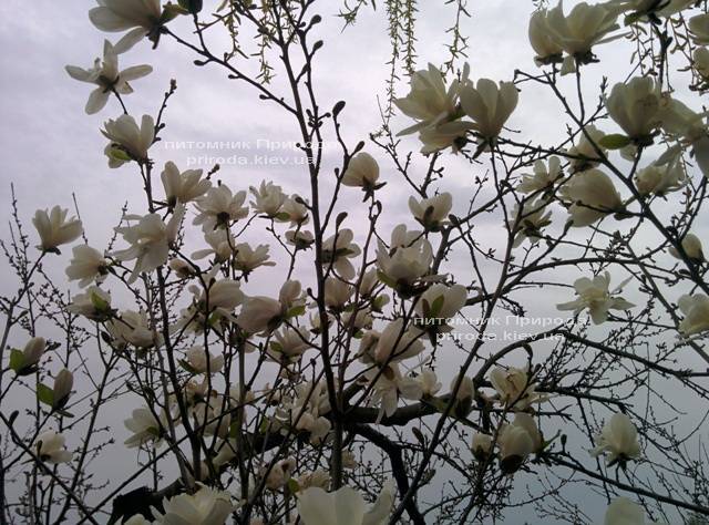 Магнолія Лебнера Меррілл (Magnolia Loebneri Merrill) ФОТО Розплідник рослин Природа Priroda (37)
