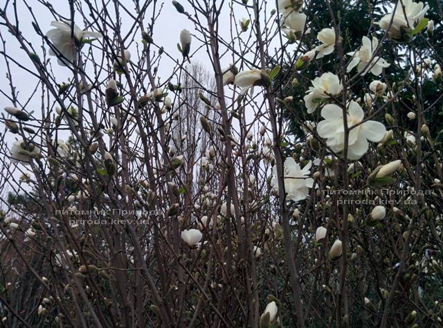 Магнолия Суланжа Специоза (Magnolia soulangeana Speciosa) ФОТО Питомник декоративных растений Природа (6)
