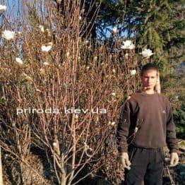 Магнолия Суланжа Специоза (Magnolia soulangeana Speciosa) ФОТО Питомник растений Природа (5)