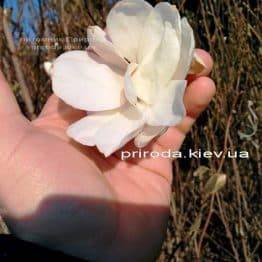 Магнолія Суланжа Спеціоза (Magnolia soulangeana Speciosa) ФОТО Розплідник декоративних рослин (7)