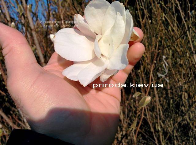 Магнолия Суланжа Специоза (Magnolia soulangeana Speciosa) ФОТО Питомник декоративных растений (7)