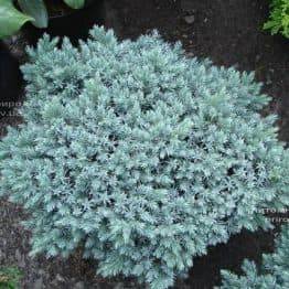 Ялівець лускатий Блю Стар (Juniperus squamata Blue Star) ФОТО Розплідник декоративних рослин Природа Priroda (86)