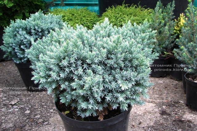 Можжевельник чешуйчатый Блю Стар (Juniperus squamata Blue Star) ФОТО Питомник растений Природа Priroda (90)