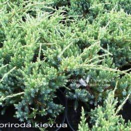 Можжевельник чешуйчатый Холгер (Juniperus squamata Holger) ФОТО Питомник декоративных растений Природа (Priroda) (11)