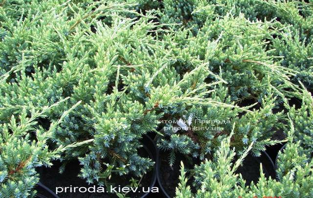 Можжевельник чешуйчатый Холгер (Juniperus squamata Holger) ФОТО Питомник декоративных растений Природа (Priroda) (11)