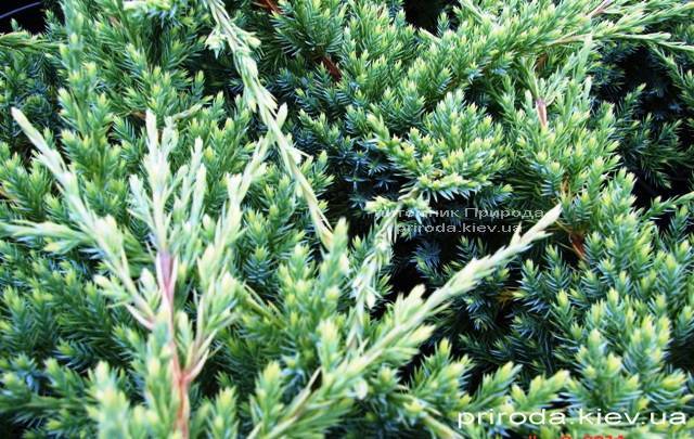 Можжевельник чешуйчатый Холгер (Juniperus squamata Holger) ФОТО Питомник декоративных растений Природа (Priroda) (12)