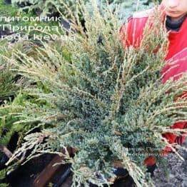 Можжевельник чешуйчатый Холгер (Juniperus squamata Holger) ФОТО Питомник декоративных растений Природа (Priroda) (13)
