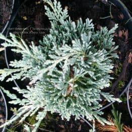Ялівець горизонтальний Айс Блю / монберо (Juniperus horizontalis Ice Blue / Monber) ФОТО Розплідник декоративних рослин Природа (80)