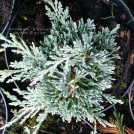 Можжевельник горизонтальный Айс Блю / Монбер (Juniperus horizontalis Ice Blue / Monber) ФОТО Питомник декоративных растений Природа (80)