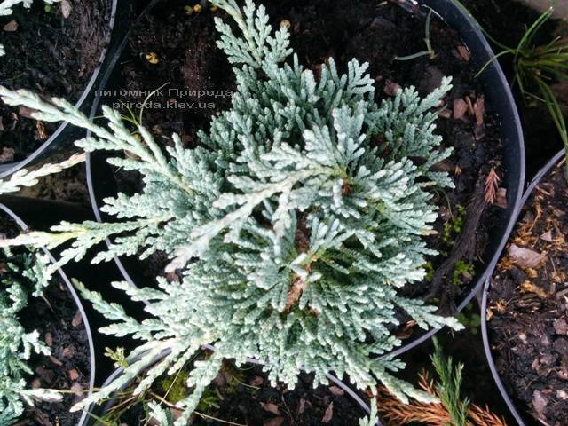 Можжевельник горизонтальный Айс Блю / Монбер (Juniperus horizontalis Ice Blue / Monber) ФОТО Питомник декоративных растений Природа (80)