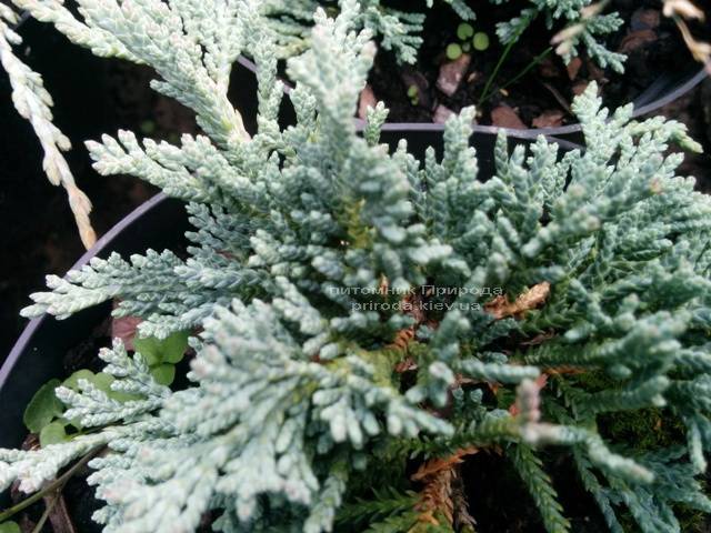 Ялівець горизонтальний Айс Блю / монберо (Juniperus horizontalis Ice Blue / Monber) ФОТО Розплідник декоративних рослин Природа Priroda (79)