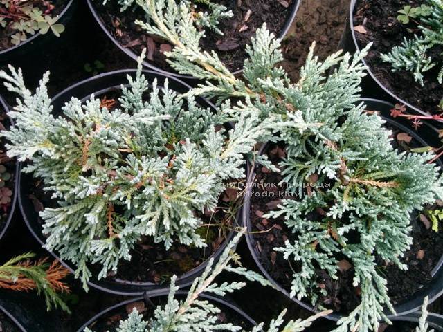 Можжевельник горизонтальный Айс Блю / Монбер (Juniperus horizontalis Ice Blue / Monber) ФОТО Питомник растений Природа Priroda (78)
