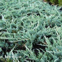 Ялівець горизонтальний Блю Чіп / Блу Чіп (Juniperus horizontalis Blue Chiр) ФОТО Розплідник декоративних рослин Природа (74)