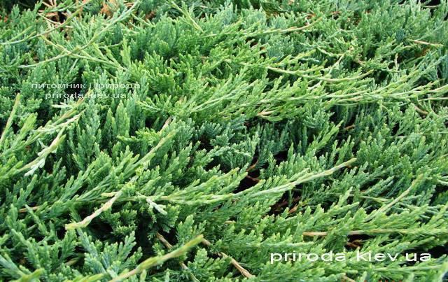 Можжевельник горизонтальный Джейд Ривер (Juniperus horizontalis Jade River) ФОТО Питомник декоративных растений Природа Priroda (69)