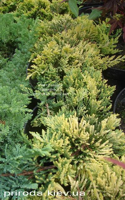 Можжевельник горизонтальный Голден Карпет (Juniperus horizontalis Golden Carpet) ФОТО Питомник декоративных растений Природа