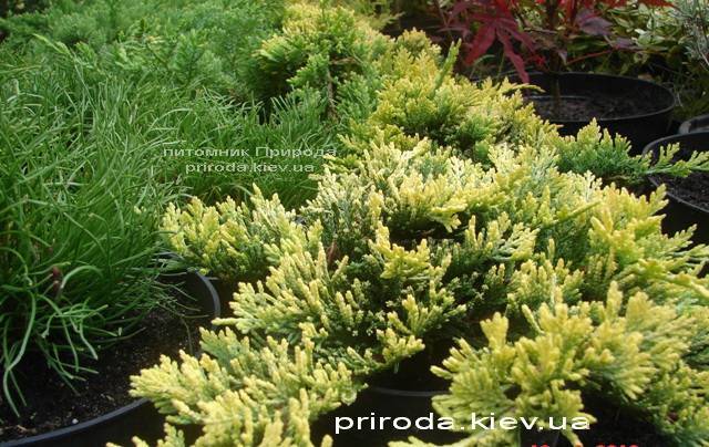 Можжевельник горизонтальный Голден Карпет (Juniperus horizontalis Golden Carpet) ФОТО Питомник декоративных растений Природа Priroda (76)