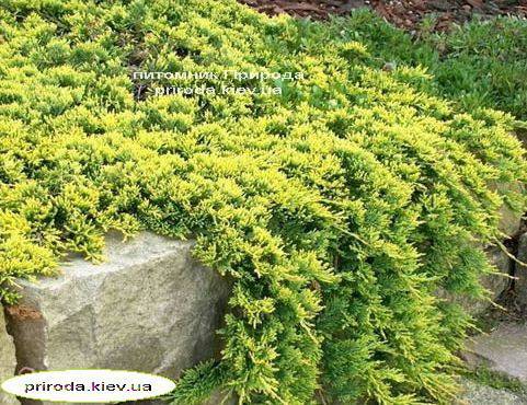 Ялівець горизонтальний Голден Карпет (Juniperus horizontalis Golden Carpet) ФОТО Розплідник рослин Природа Priroda (75)
